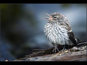 The call of a lost baby bird in Mt. Rainier National Park